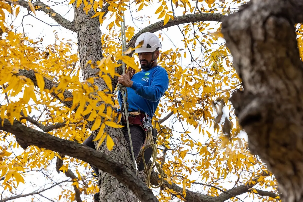 Skilled Storm Damage Cleanup crew working in Yeoman